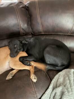 Black Labrador Retriever and Border Collie Dogs Available for Adoption in Melbourne, Arkansas - Kadra | PetCurious