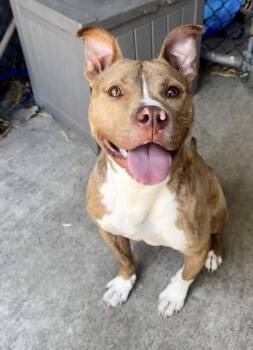 Pit Bull Terrier Dogs Available for Adoption in Chicago, Illinois - Homie | PetCurious