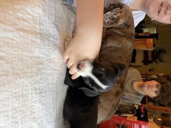 Holmes -  Mixed Breed Dog for Adoption in Memphis, Tennessee - Holmes | PetCurious
