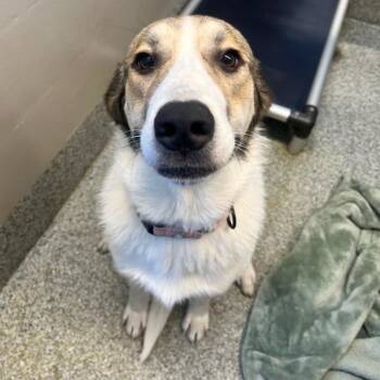 Great Pyrenees and Australian Shepherd Dogs Available for Adoption in Manassas, Virginia - Freya (ID 48170/1500) | PetCurious