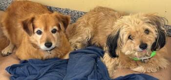 Rescue Spaniel Dogs for Adoption in Lambertville, New Jersey - Ginger/Cappuchino | PetCurious