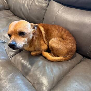 Sparky 2 -  Chihuahua Dog for Adoption in North Myrtle Beach, South Carolina - Sparky 2 | PetCurious