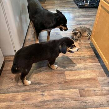 Russ -  Yellow Labrador Retriever and Australian Shepherd Dog for Adoption in Rochester, Minnesota - Russ | PetCurious