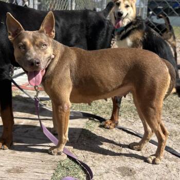 Aquafina -  Pit Bull Terrier and Mixed Breed Dog for Adoption in Edinburg, Texas - Aquafina | PetCurious