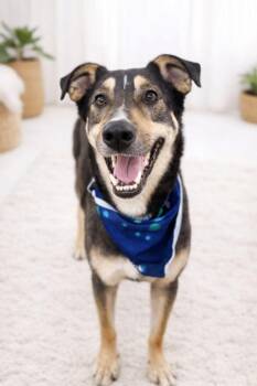 Australian Kelpie and German Shepherd Dog Dogs Available for Adoption - George Haven | PetCurious