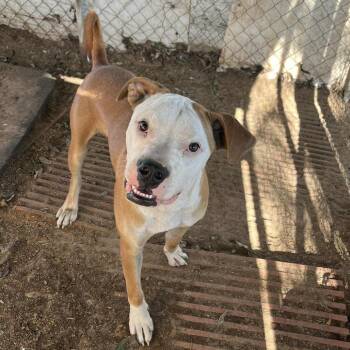 Rescue Pit Bull Terrier Dogs for Adoption in Stephenville, Texas - Chicken Egg Roll | PetCurious