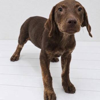 Jeter -  Labrador Retriever and Mixed Breed Dog for Adoption in Waterford, New Jersey - Jeter | PetCurious