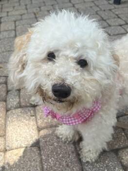 Paddy -  Cavalier King Charles Spaniel and Poodle Dog for Adoption in Mundelein, Illinois - Paddy | PetCurious