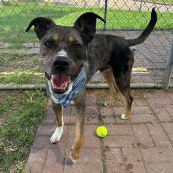 Chai -  Catahoula Leopard Dog and Mixed Breed Dog for Adoption in Houston, Texas - Chai | PetCurious