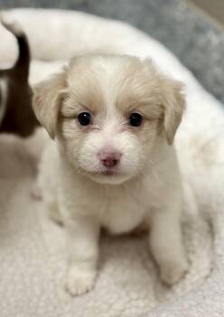 Rombi -  Poodle and Terrier Dog for Adoption in Cypress, California - Rombi | PetCurious