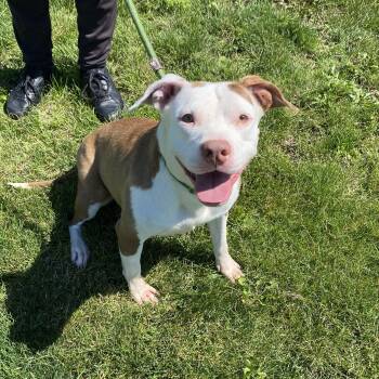 Belle -  Pit Bull Terrier Dog for Adoption in Urbana, Illinois - Belle | PetCurious