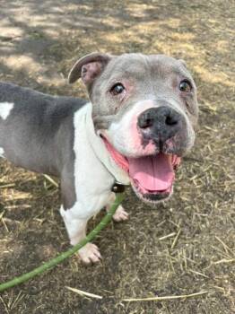 Pit Bull Terrier Dogs Available for Adoption in Chicago, Illinois - Birdie | PetCurious