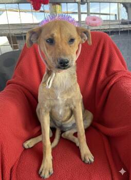 Chihuahua Dogs Available for Adoption - Pebbles | PetCurious