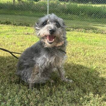 Chewy -  Terrier Dog for Adoption in Marshalltown, Iowa - Chewy | PetCurious