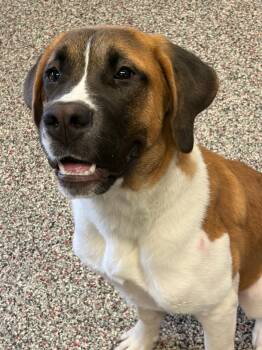 Cleo -  Saint Bernard Dog for Adoption in Tiffin, Ohio - Cleo | PetCurious