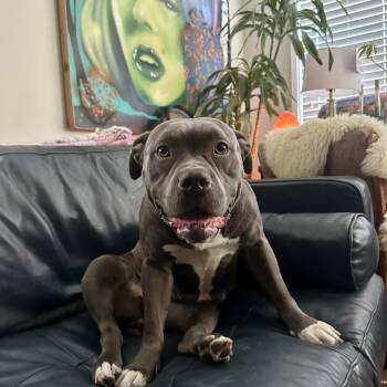 Piggy -  Pit Bull Terrier and Mixed Breed Dog for Adoption in San Diego, California - Piggy | PetCurious