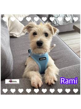 Rescue Schnauzer Dogs for Adoption in Hollywood, Florida - Rami | PetCurious