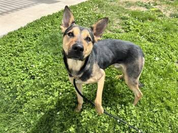 German Shepherd Dog and Mixed Breed Dogs Available for Adoption in Pueblo, Colorado - CHOWDER | PetCurious