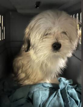 Lhasa Apso Dogs Available for Adoption - Peach | PetCurious