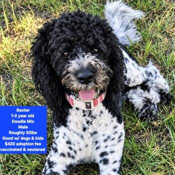 Baxter -  Poodle Dog for Adoption in Oviedo, Florida - Baxter | PetCurious