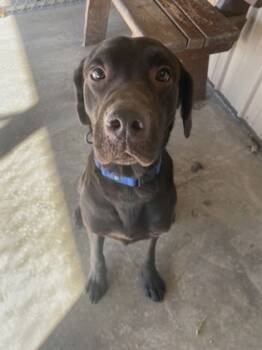 Rescue Labrador Retriever and Mixed Breed Dogs for Adoption in Bloomsburg, Pennsylvania - Brutus | PetCurious