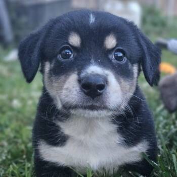 Milo -  Boxer Dog for Adoption in Ramsey, Indiana - Milo | PetCurious