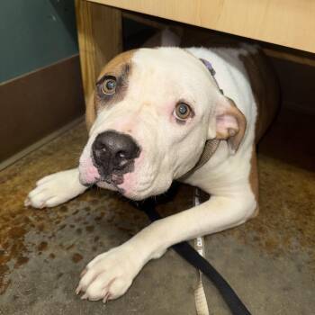 Rescue Pit Bull Terrier Dogs for Adoption in Burlington, New Jersey - Scarlett | PetCurious