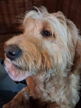 Fred -  Goldendoodle Dog Available for Adoption in Mauston, Wisconsin - Fred | PetCurious