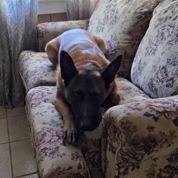 Belgian Shepherd Malinois Dogs Available for Adoption in Muncie, Indiana - Canelo | PetCurious