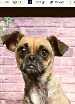 Tessa -  Pug and Chihuahua Dog for Adoption in Boulder, Colorado - Tessa | PetCurious