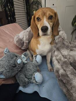 Chance -  Beagle Dog for Adoption in Whitewater, Wisconsin - Chance | PetCurious