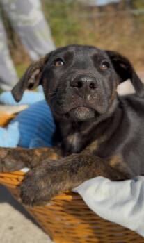 Australian Cattle Dog Blue Heeler and Boxer Dogs Available for Adoption - Aries | PetCurious