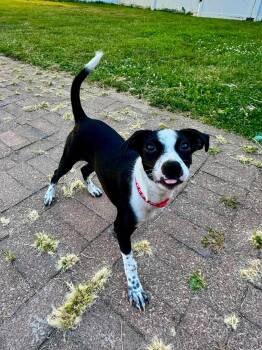 Elvisa -  Chihuahua and Italian Greyhound Dog for Adoption in Clinton, Wisconsin - Elvisa | PetCurious