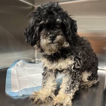 Goto -  Mixed Breed Dog for Adoption in Pauls Valley, Oklahoma - Goto | PetCurious