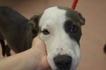 WILLA -  Mixed Breed Dog for Adoption in Columbia, South Carolina - WILLA | PetCurious