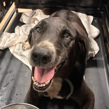 Damon -  Labrador Retriever and Mixed Breed Dog for Adoption in Abilene, Texas - Damon | PetCurious