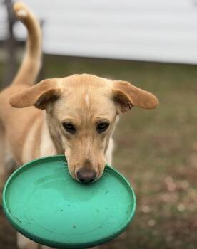 Labrador Retriever Dogs Available for Adoption - Felicity  | PetCurious