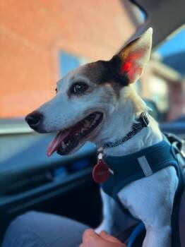 Charlie -  Jack Russell Terrier Dog for Adoption in Clarksville, Tennessee - Charlie | PetCurious