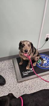Ivy -  Terrier Dog for Adoption in Athens, Tennessee - Ivy | PetCurious