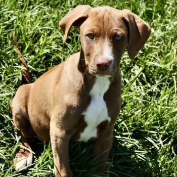 Labrador Retriever and Hound Dogs Available for Adoption in Frederick, Maryland - Radar-Available! Www.lhar.dog To Apply! | PetCurious