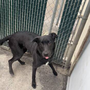 Black Labrador Retriever and Belgian Shepherd Malinois Dogs Available for Adoption in Spokane Valley, Washington - Rocco | PetCurious