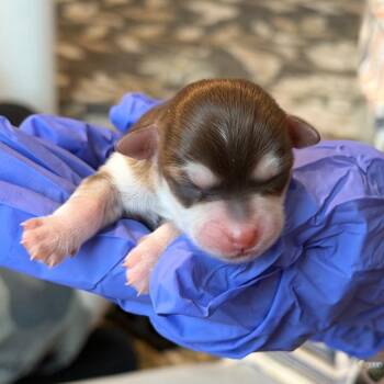 Lillith C-34361 -  Yorkshire Terrier and Chihuahua Dog for Adoption in Oklahoma City, Oklahoma - Lillith C-34361 | PetCurious