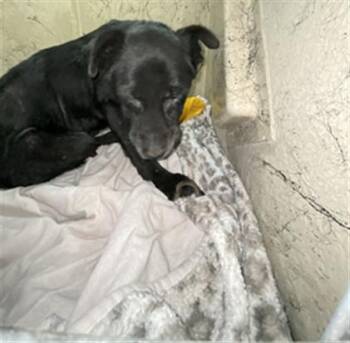 GRANNY -  Labrador Retriever Dog for Adoption in Indianapolis, Indiana - GRANNY | PetCurious