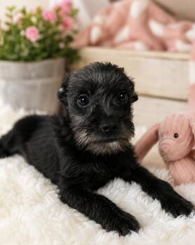 Mercedes -  Miniature Schnauzer and French Bulldog Dog for Adoption in Brookeville, Maryland - Mercedes | PetCurious