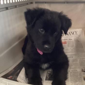 Retriever and Mixed Breed Dogs Available for Adoption in Montgomery, Alabama - Cutie Pie | PetCurious