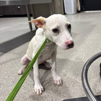 Elmo -  Hound and Mixed Breed Dog for Adoption in Tampa, Florida - Elmo | PetCurious