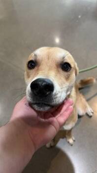 FOX -  German Shepherd Dog and Mixed Breed Dog for Adoption in Houston, Texas - FOX | PetCurious