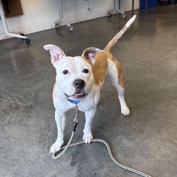 Buttercup -  Mixed Breed Dog for Adoption in Pittsburgh, Pennsylvania - Buttercup | PetCurious