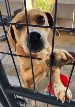 Rescue Hound Dogs for Adoption in Troy, Alabama - Ollie | PetCurious
