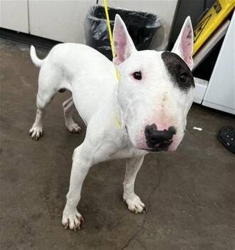BULLSEYE -  Mixed Breed Dog for Adoption in Dallas, Texas - BULLSEYE | PetCurious
